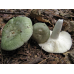 Мицелий Сыроежки зеленой (Russula aeruginea)